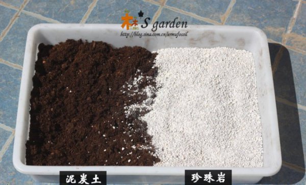 椰糠代替泥炭土实验对比
