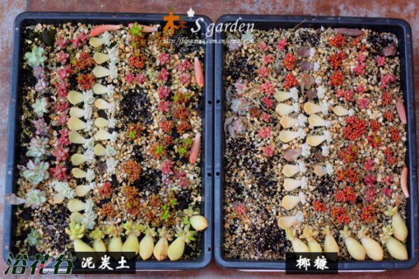 椰糠代替泥炭土实验对比