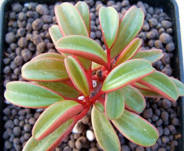 《红背椒草养护指南》 红背椒草的养护方法介绍