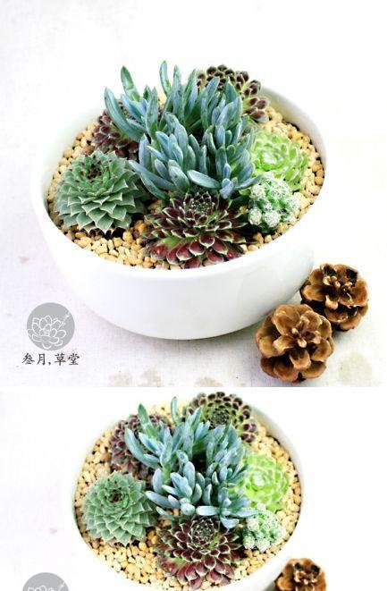 多肉组合背后的故事