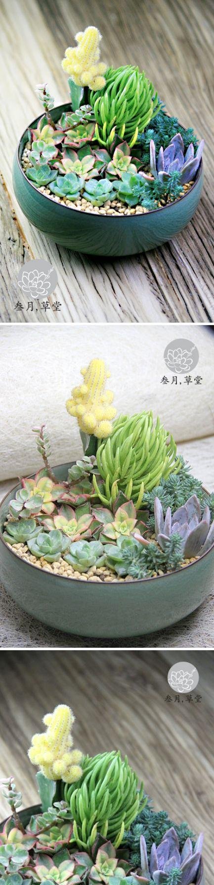 多肉组合背后的故事