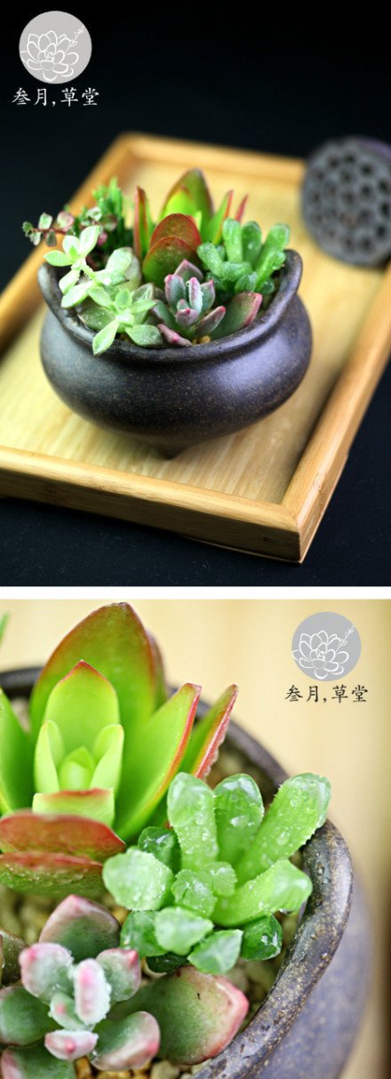 多肉组合背后的故事