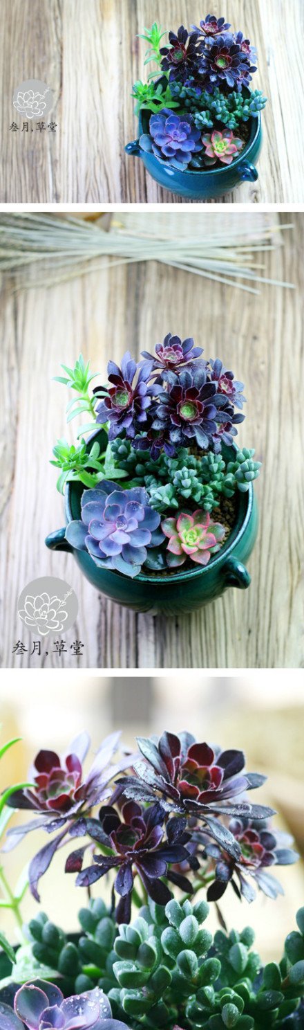 多肉组合背后的故事