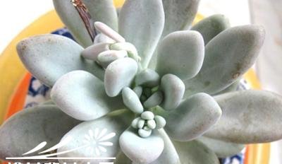 东美人Pachyveria pachyphytoides Walth基本养护