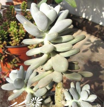 东美人Pachyveria