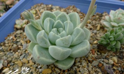 厚叶月影 Echeveria elegans 'Albicans'的养护