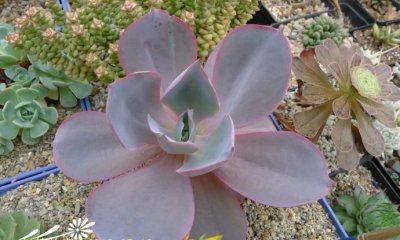 晚霞（Echeveria Afterglow）的养护经验总结（图）