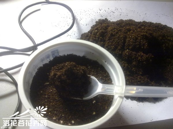 春季景天顽童成长记
