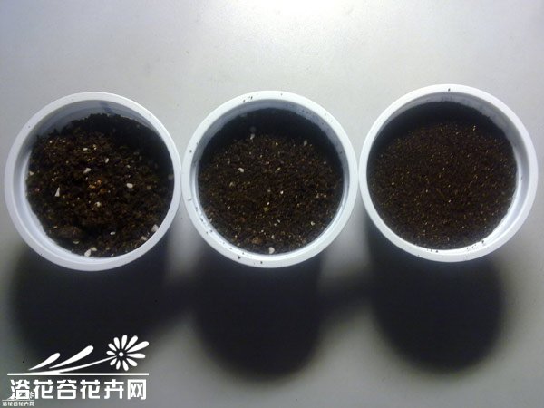 春季景天顽童成长记
