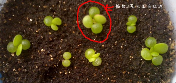春季景天顽童成长记