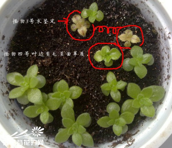 春季景天顽童成长记