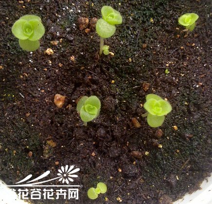 春季景天顽童成长记