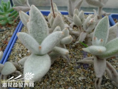 白兔耳（Kalanchoe eriophylla）的养护方法
