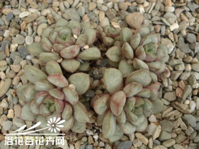 葡萄（Graptoveria amethorum）养护方法