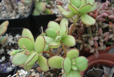 小黏黏（Cotyledon eliseae）养护经验分享