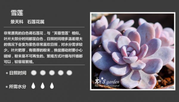 50种常见多肉植物图鉴