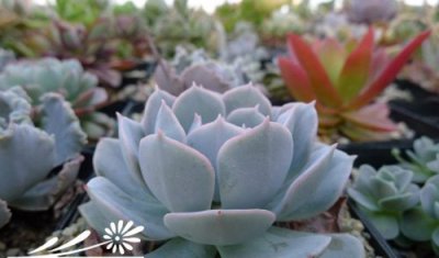 鲁氏石莲（Echeveria runyonii）养护经验