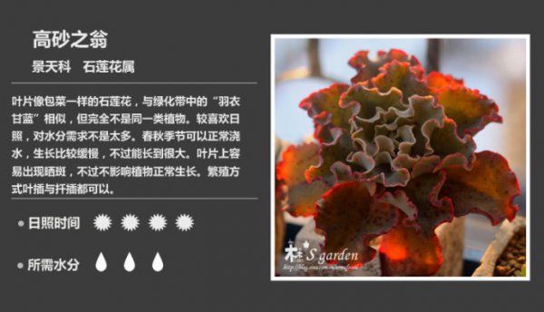 50种常见多肉植物图鉴