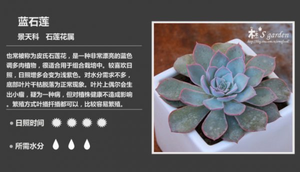 50种常见多肉植物图鉴
