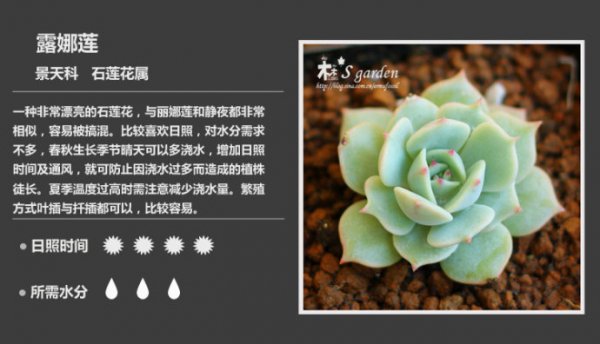 50种常见多肉植物图鉴
