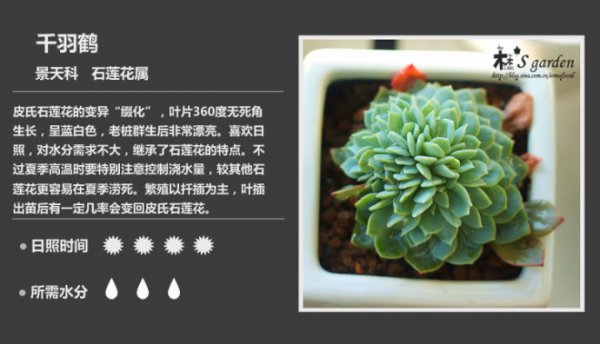 50种常见多肉植物图鉴