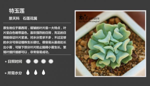 50种常见多肉植物图鉴