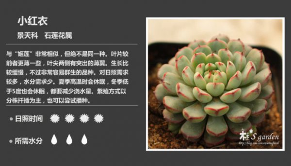 50种常见多肉植物图鉴