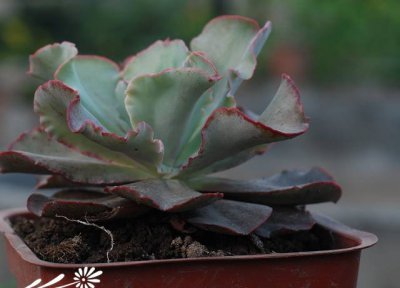 女王花笠（Echeveria.cvMeridian）日常养护方法