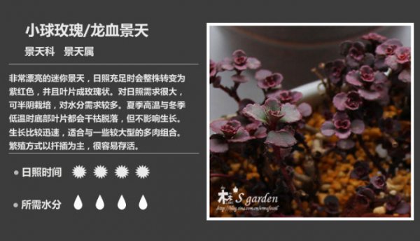 50种常见多肉植物图鉴