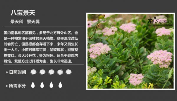 50种常见多肉植物图鉴