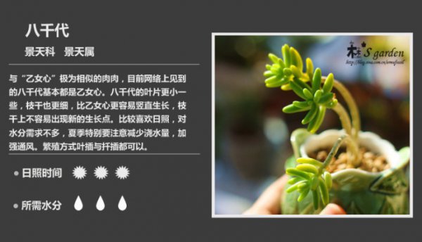 50种常见多肉植物图鉴