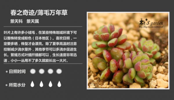 50种常见多肉植物图鉴
