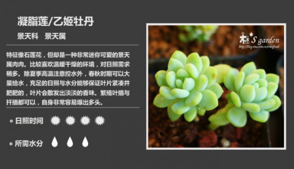 50种常见多肉植物图鉴
