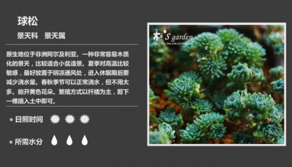 50种常见多肉植物图鉴