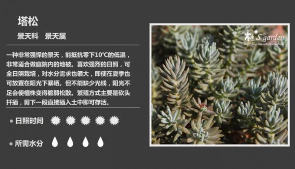 50种常见多肉植物图鉴