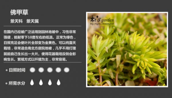 50种常见多肉植物图鉴