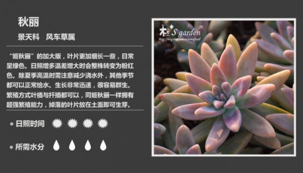 50种常见多肉植物图鉴