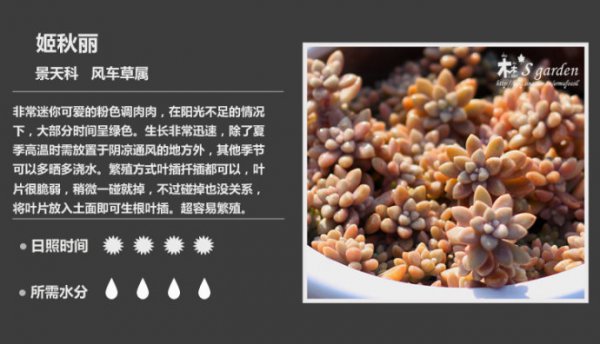 50种常见多肉植物图鉴