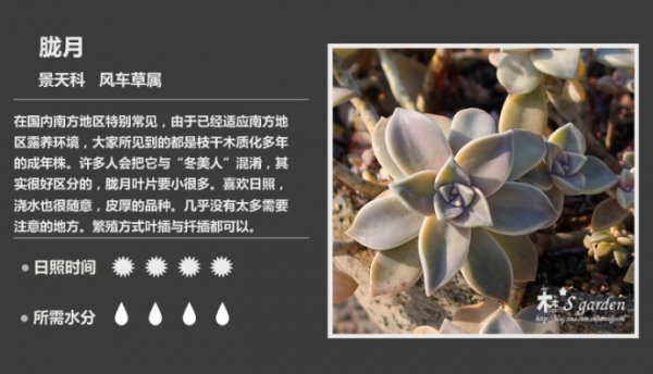 50种常见多肉植物图鉴