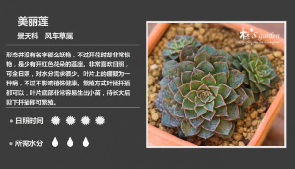 50种常见多肉植物图鉴