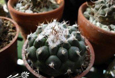 姣丽玉属仙人球的分类 《姣丽玉属仙人球分类知多少》