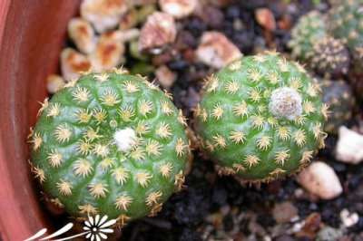 仙人掌科植物的几项常见误解 《关于仙人掌科植物的几大常见误区》