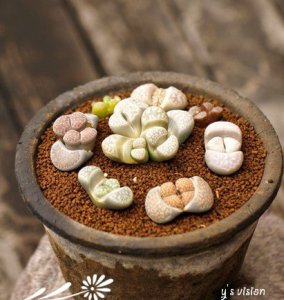 《瓦罐中的生石花之美》 瓦罐里的美丽（生石花）