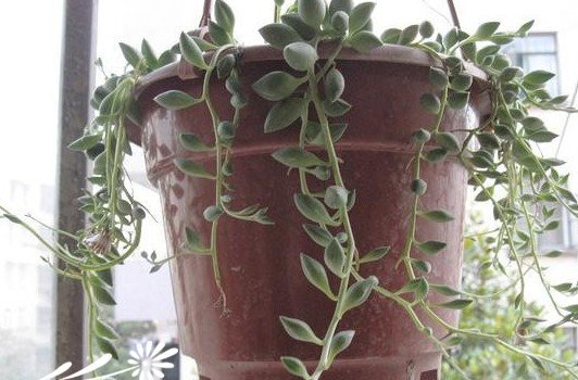 常见多肉植物养成秘笈