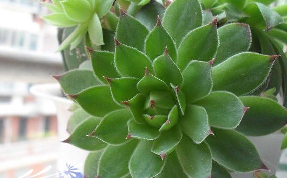 常见多肉植物养成秘笈