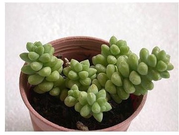 常见多肉植物养成秘笈