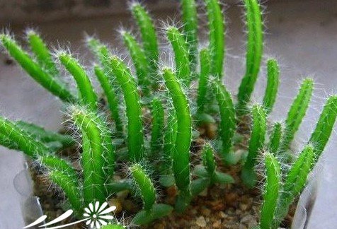 常见多肉植物养成秘笈
