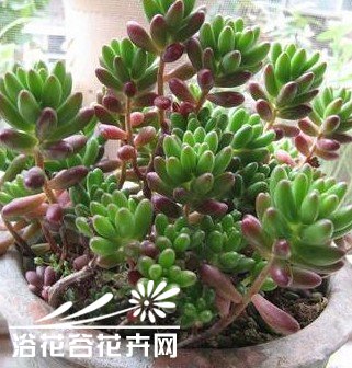 常见多肉植物养成秘笈