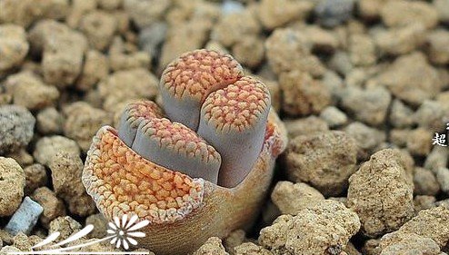 常见多肉植物养成秘笈