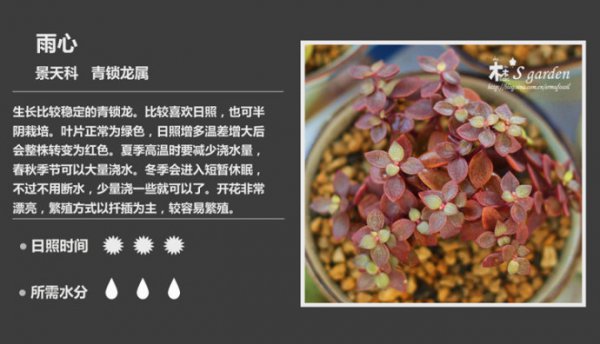 50种常见多肉植物图鉴
